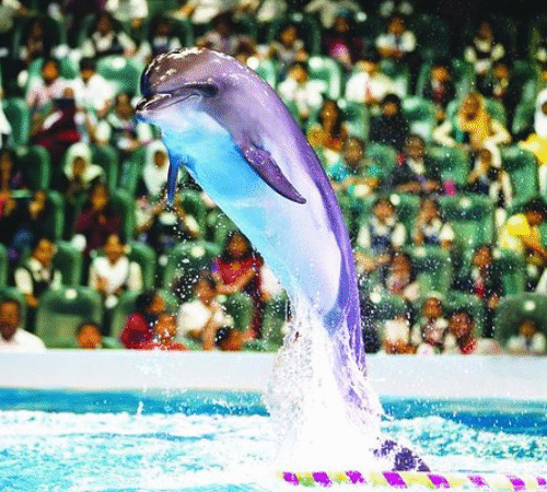 DXB Dolphinarium