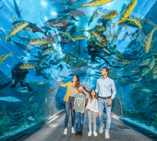 Dubai Aquarium and Penguin Tickets