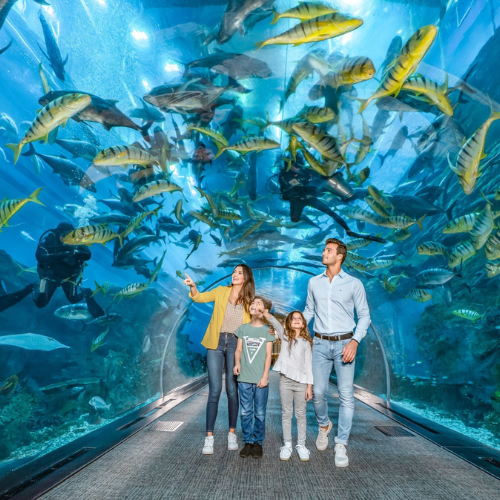 Dubai Aquarium and Penguin Tickets